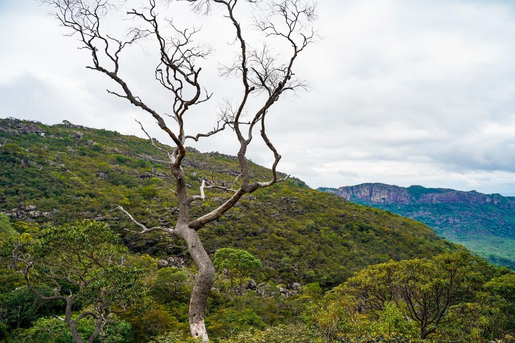 mount, tree, nature-4818815.jpg